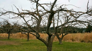 how-to-prune-fruit-trees-using-the-modified-central-leader-method