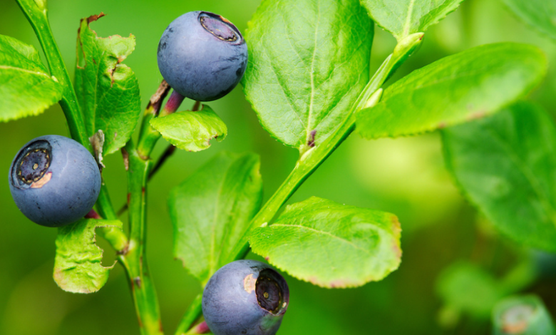 the-bountiful-benefits-of-bilberry